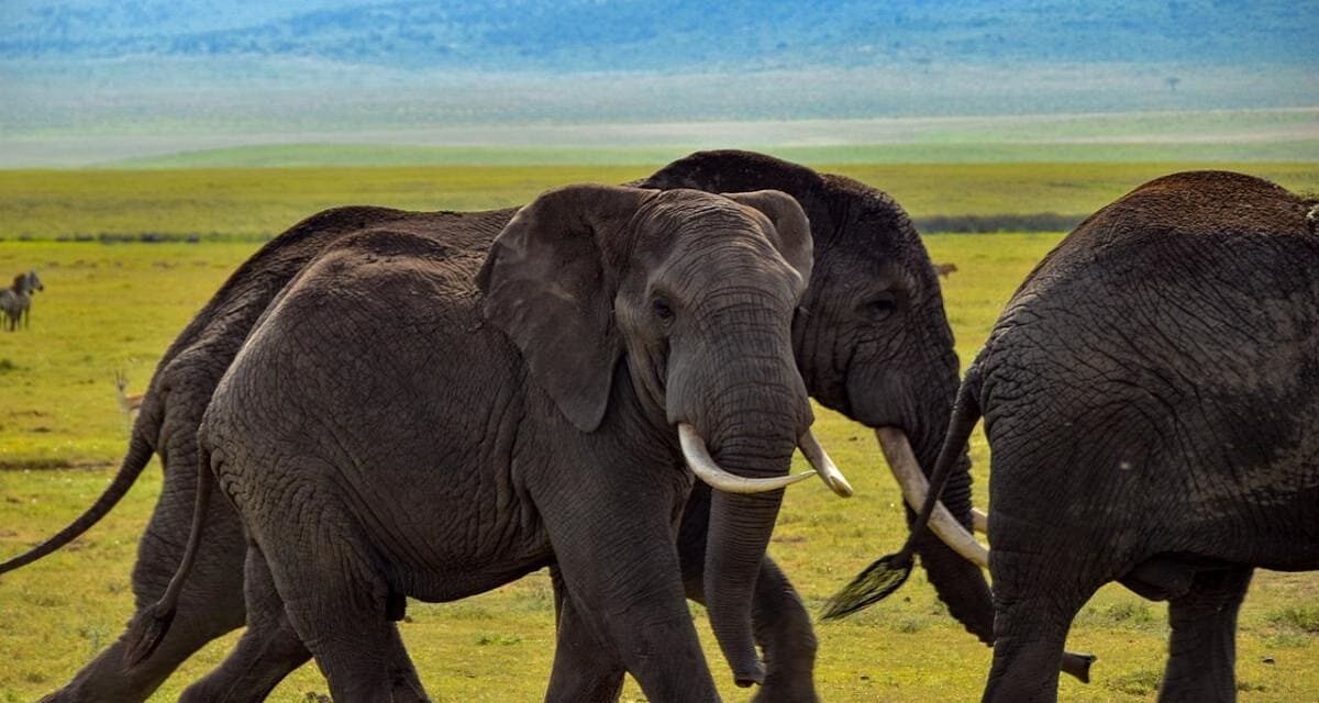 Safari in Tanzania: un viaggio indimenticabile nella natura selvaggia