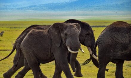 Safari in Tanzania: un viaggio indimenticabile nella natura selvaggia